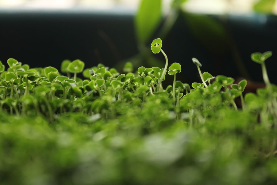 Hydroponische planten groeiend in compacte stadsruimte.