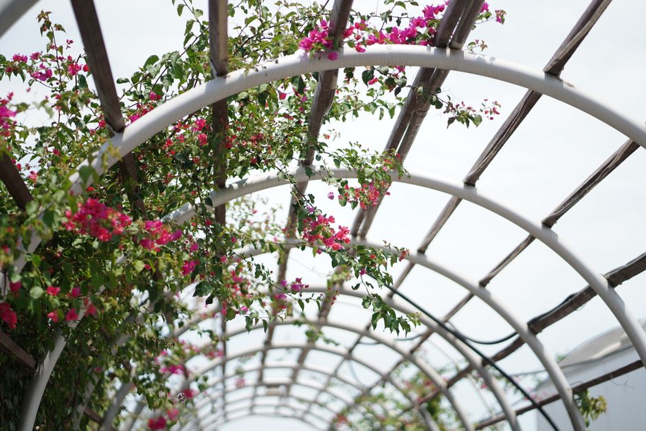 Geweven roze bloemenbedekking biedt verkoelende schaduw.
