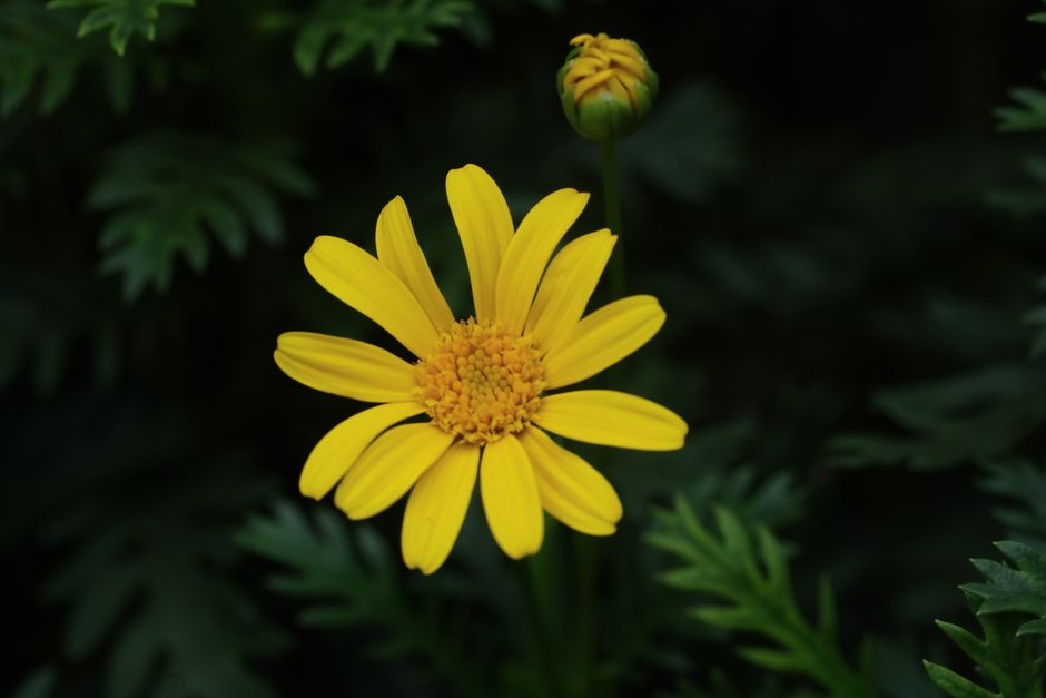 Tuinier plant nachtelijke bloemen bij maanlicht.
