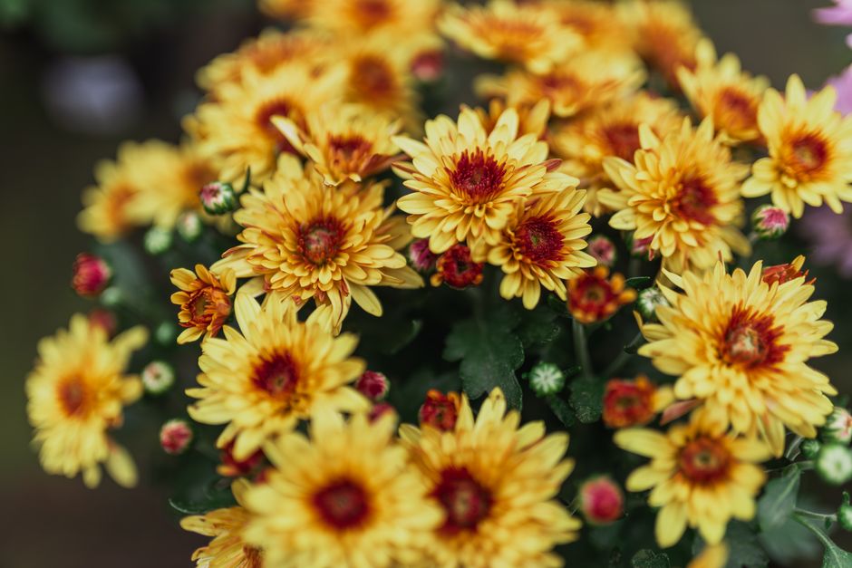 Herfstaster zorgt voor levendige tuin tot vorst.