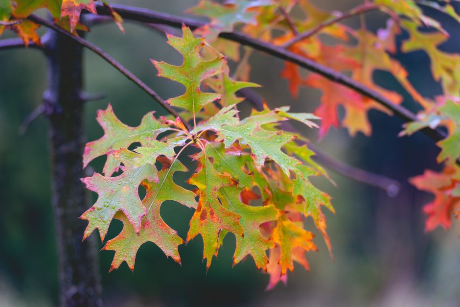 Oranje hoed met herfstkleuren en patroon.